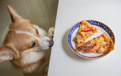 Can Dogs Eat Shrimp?