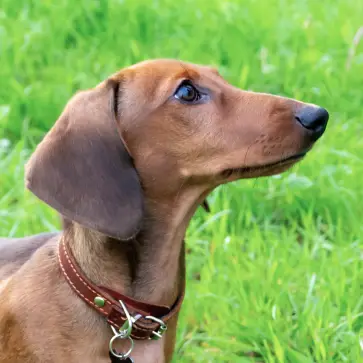 A brown, short-haired Dachshund sitting in grass