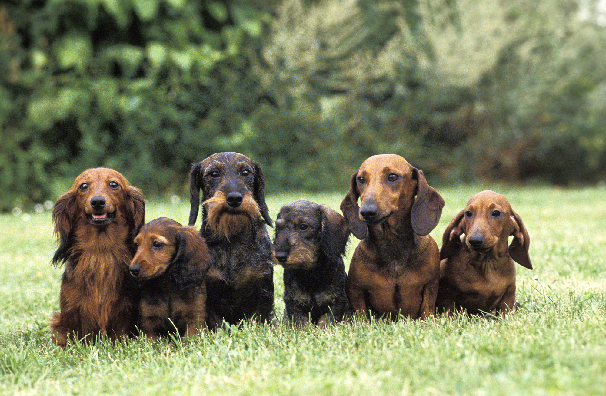 Six Dachshunds, some with long coats, some with short coats, posing in a line in the grass