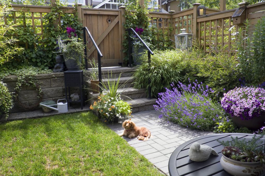 Small garden with a dog sitting on the concrete walkway.