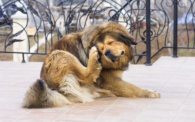 Itchy Business: How to Deal with Flea Bites on Dogs