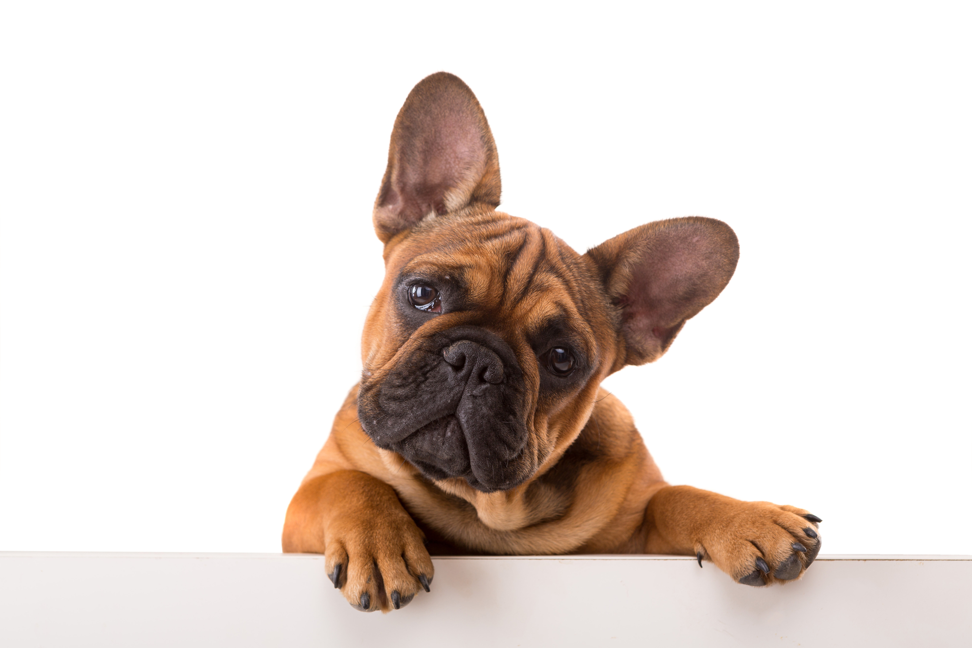 Adorable French Bulldog puppy standing and resting paws on a wall, looking curiously at the camera