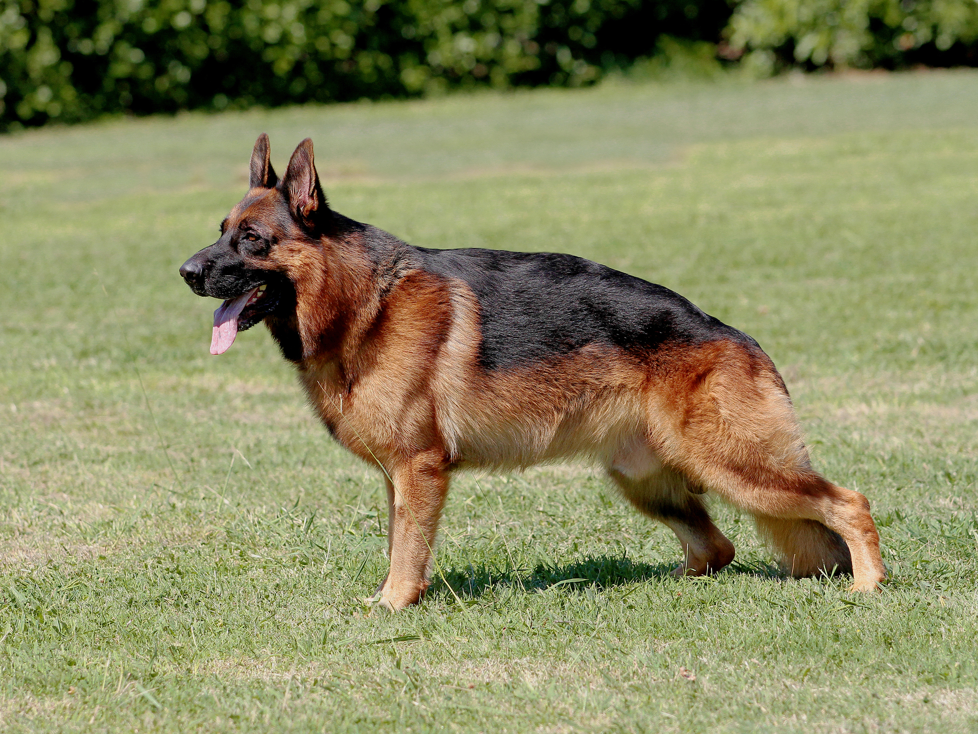 German Shepherd dog standing at the park, ready to play