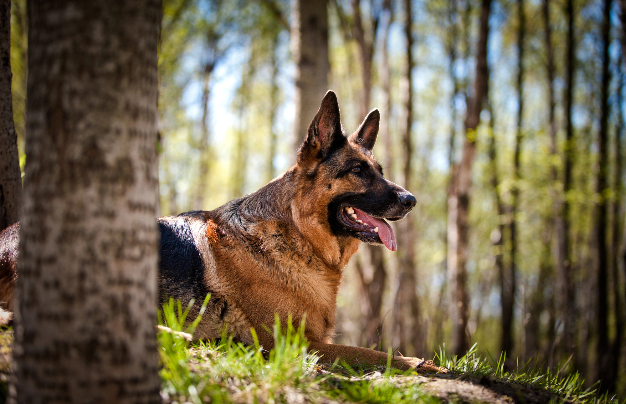 German Shepherd dog resting on a hike in the woods