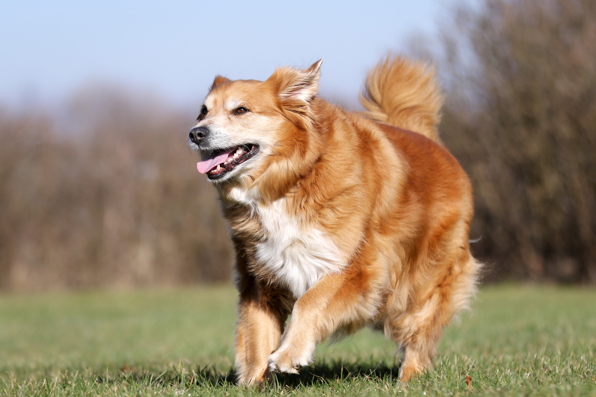 Golden Retriever running in the grass