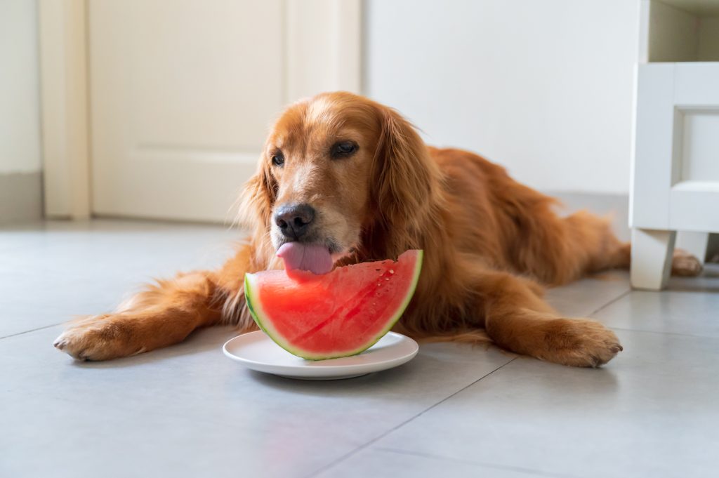 Golden retriever lying on the ground and eating watermelon.