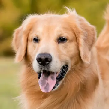 Golden Retriever dog breed showcasing its characteristic golden coat.