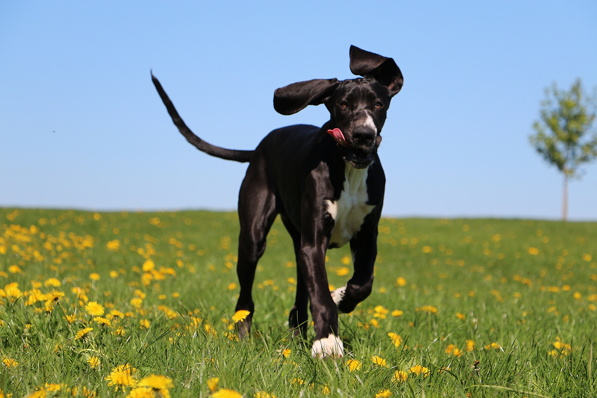 Great Dane puppy running through grass with its tongue out