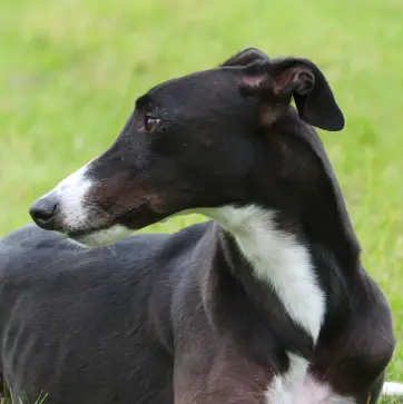 A greyhound sitting in the grass