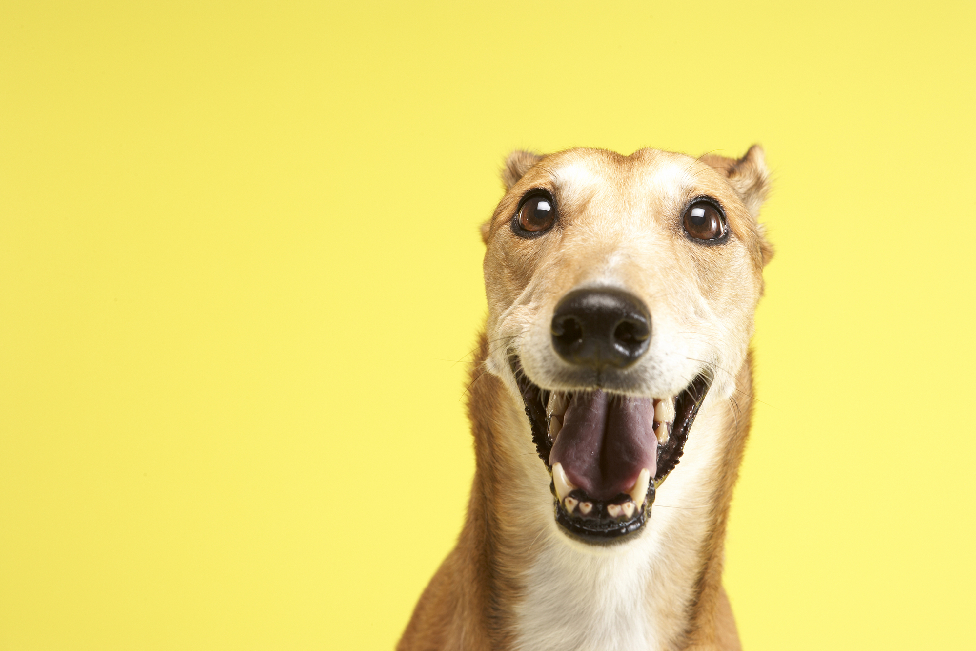 A brown greyhound looking happy