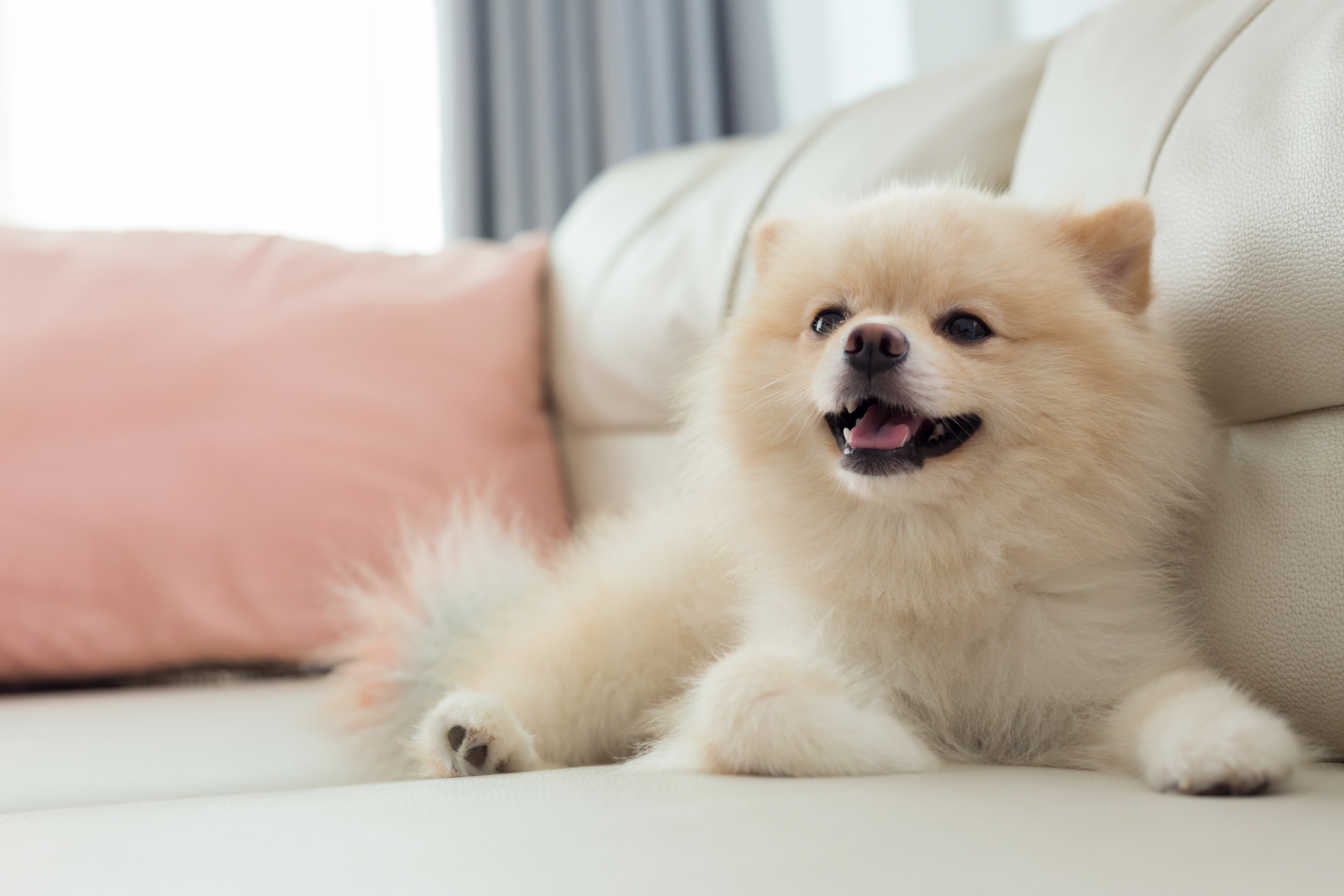 Pomeranian sitting indoors on a couch