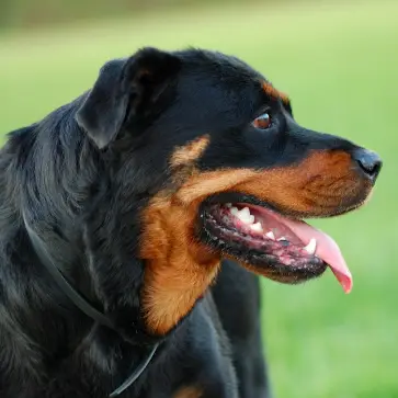 A happy, healthy Rottweiler