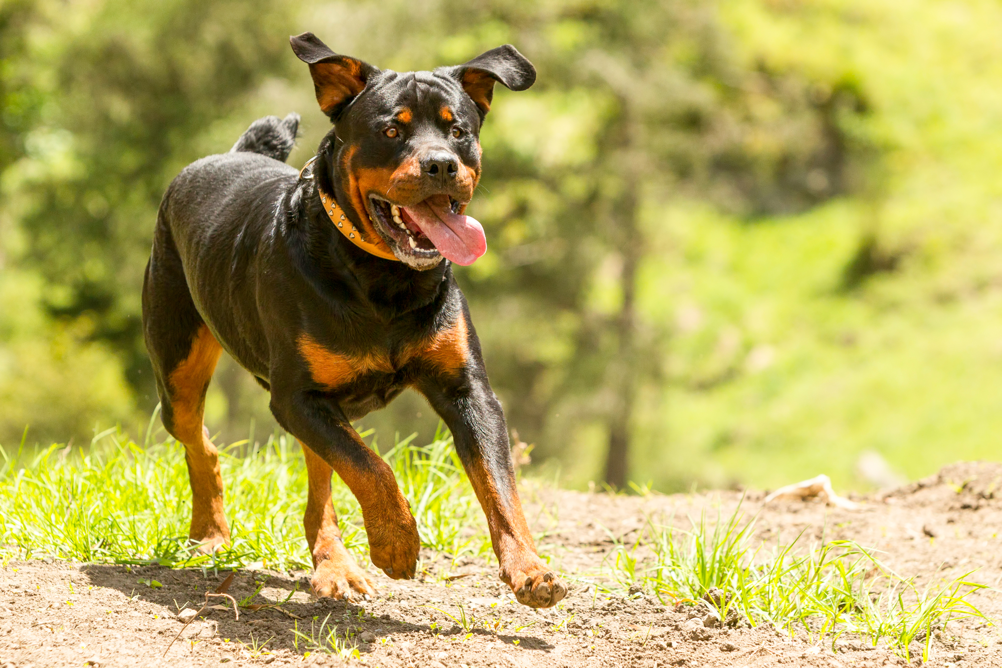 Rottweiler dog running on a trail