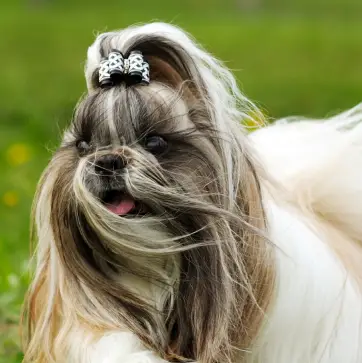 Shih Tzu dog breed with a silky coat and distinctive topknot bow