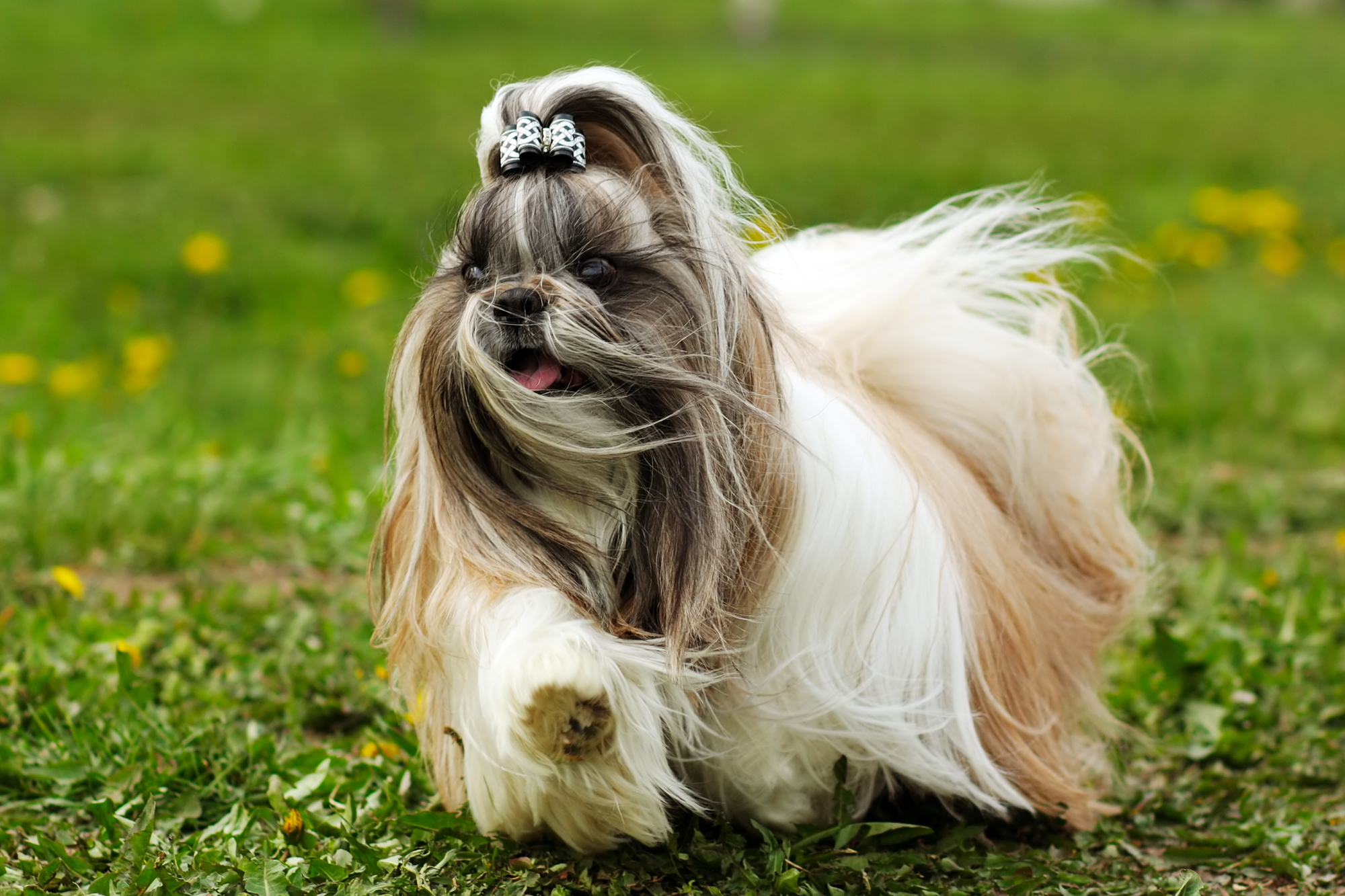 Shih Tzu dog breed with a silky coat and distinctive topknot bow