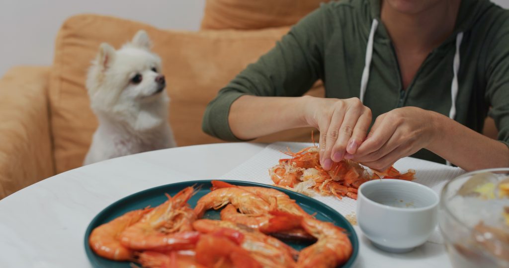 Woman eats shrimp with her dog, watching.