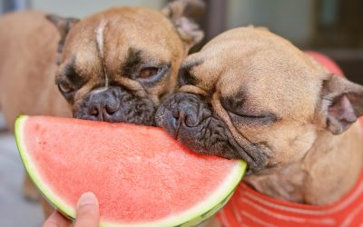 Can Dogs Eat Watermelon?