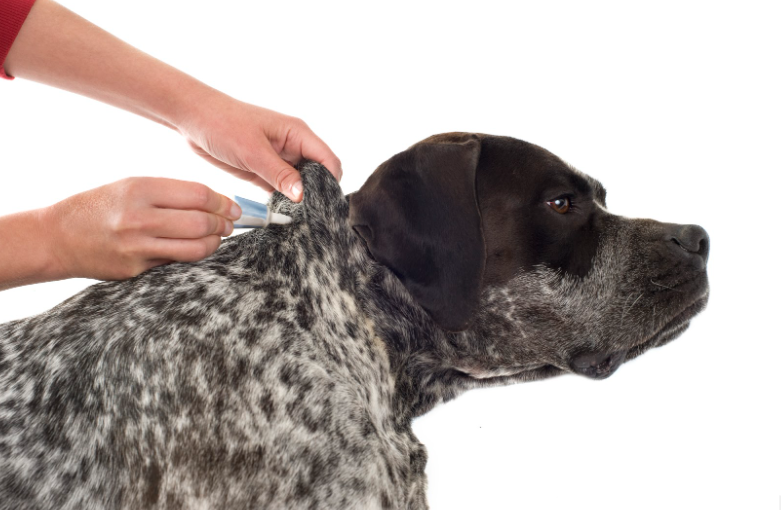 A vet applying a solution on a dog’s nape for tick and flea prevention.