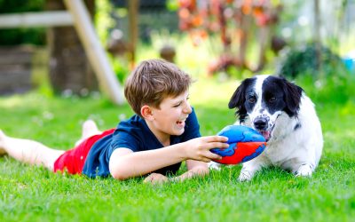 Halo Collar 4: The Future of the Backyard