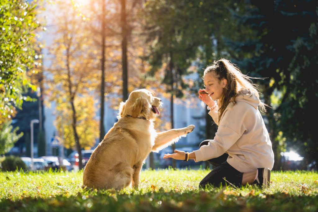 Owner plays with a golden retriever dog in the park