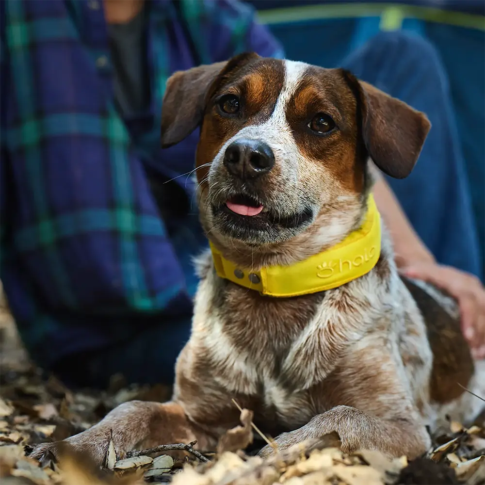 Yellow collar on dog