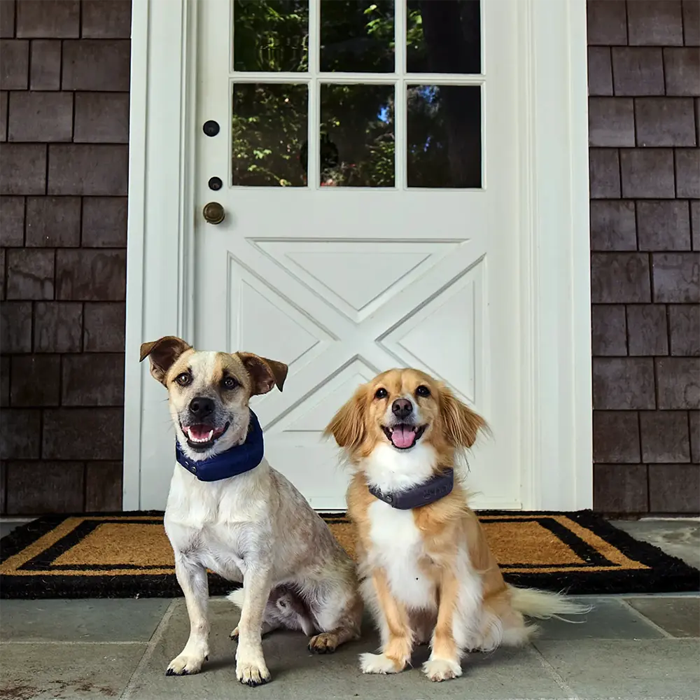 Gray collar on dog