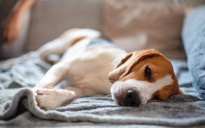 Is Benadryl Safe for Dogs?