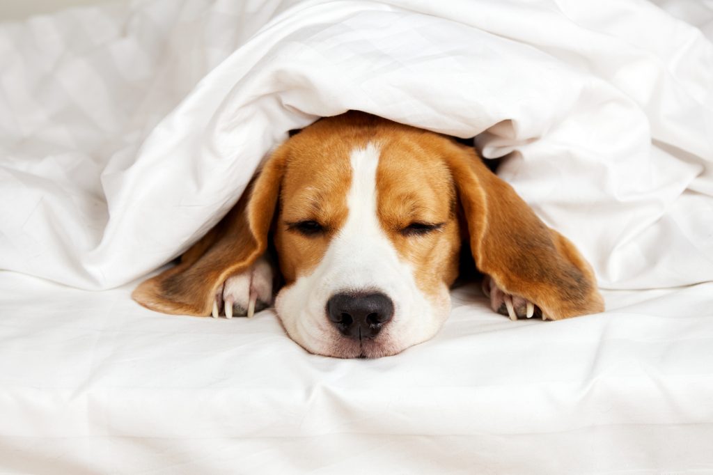 Beagle dog sleeps on the bed under a blanket