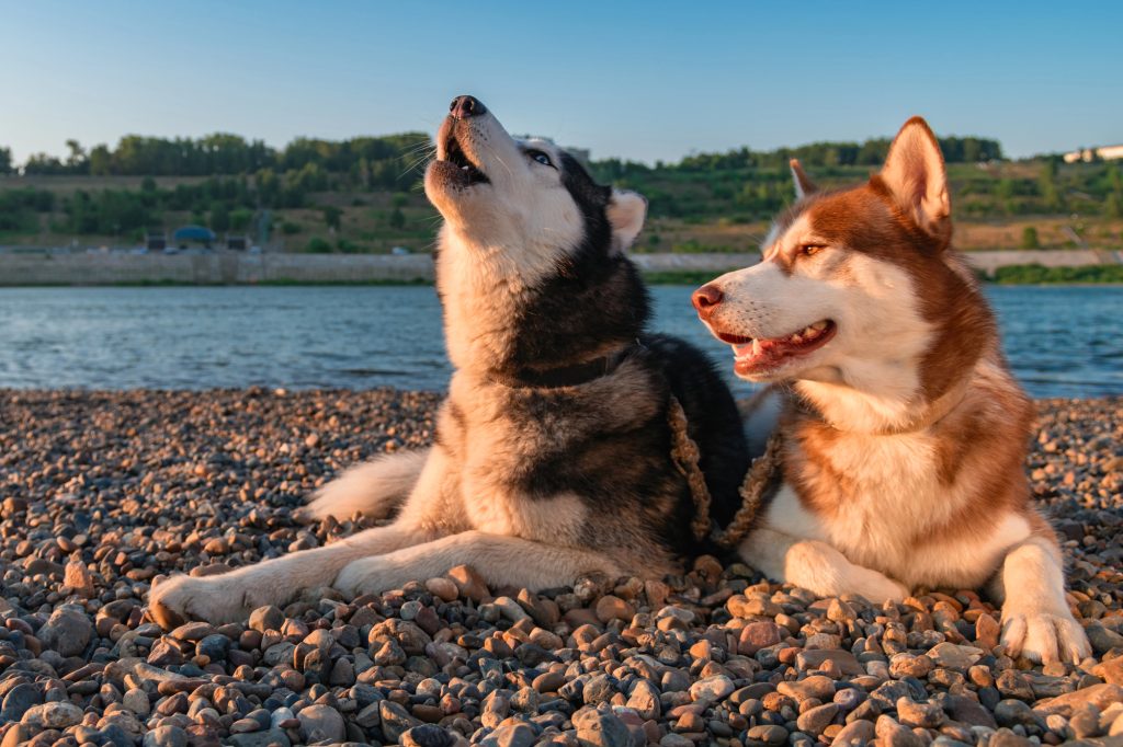 Beautiful Siberian husky howling