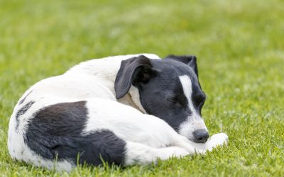 Dog Sleeping Positions and What They Mean