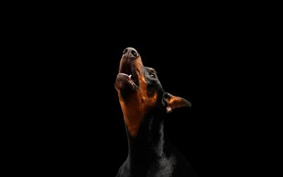 Why Is My Dog Howling?