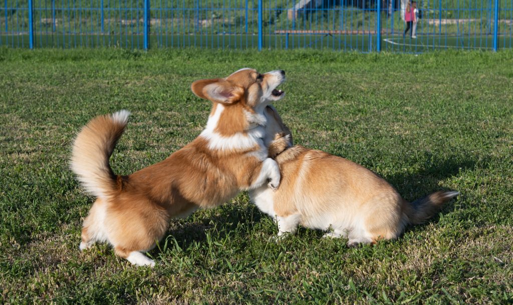 Corgi dogs playing in the meadow