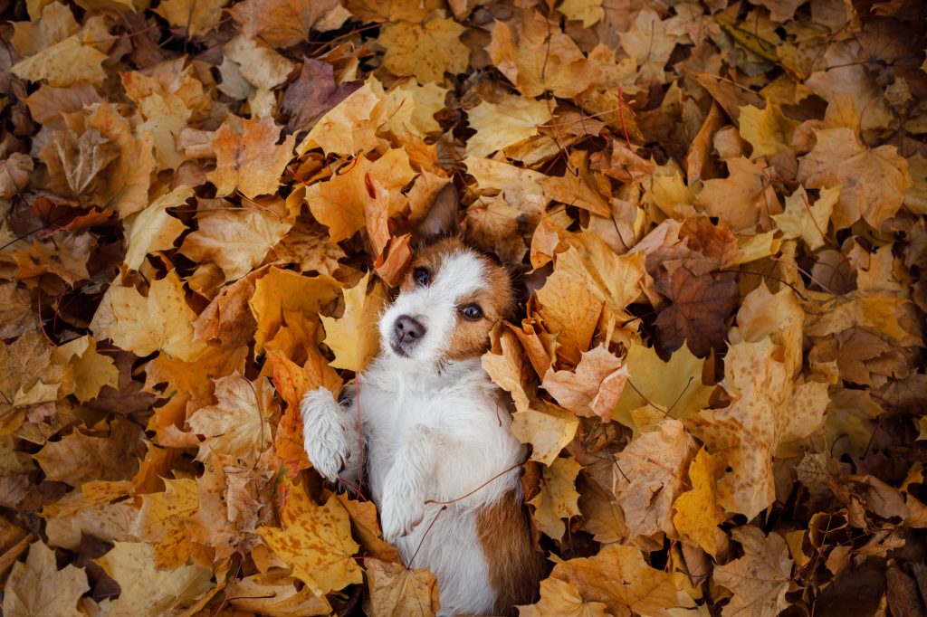 Dog in autumn leaves flat lay.