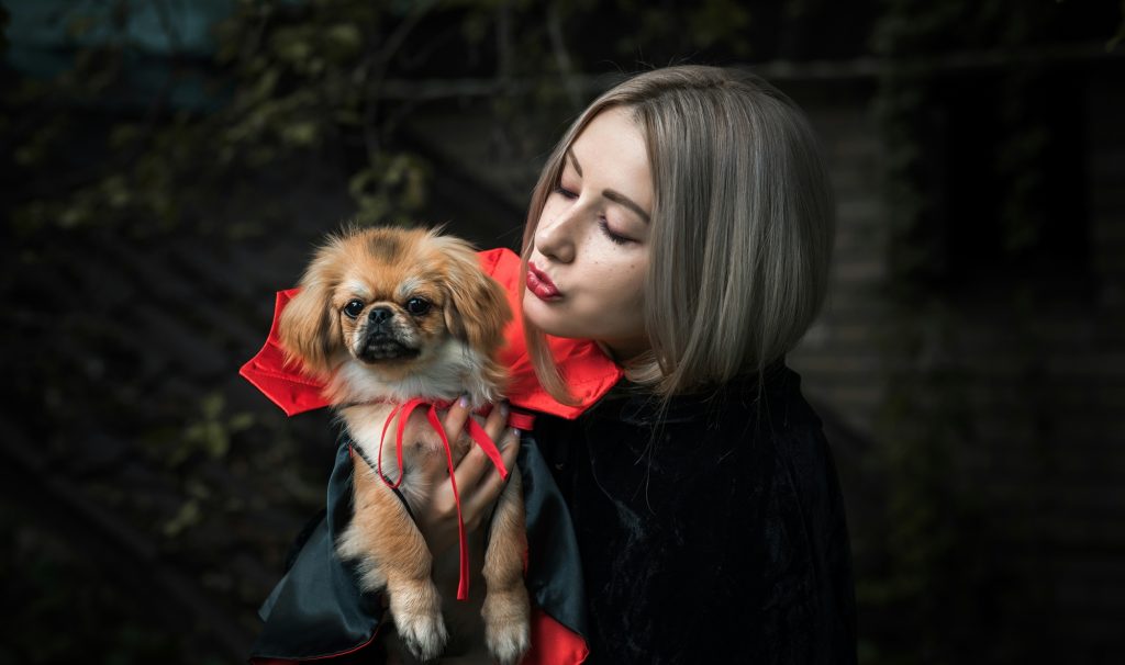 Nice little golden dog in a Dracula cloak.