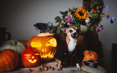 How to Keep your Dog Safe this Halloween