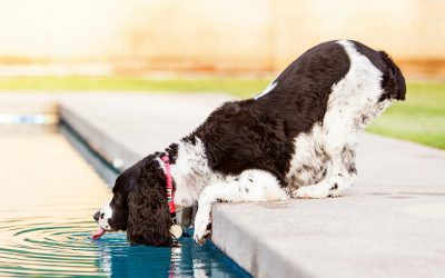 Why Is My Dog Drinking A Lot of Water?