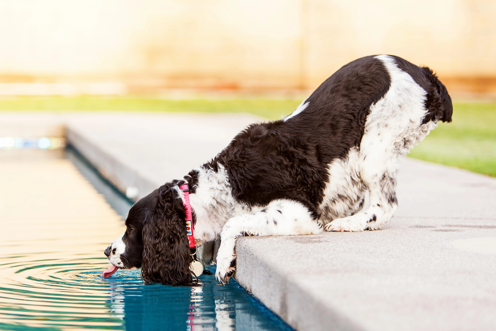 Spaniel dog drinking water out of pool