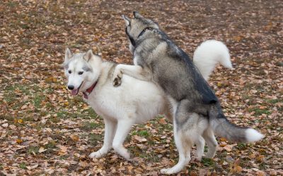 Why Dogs Hump and What It Means