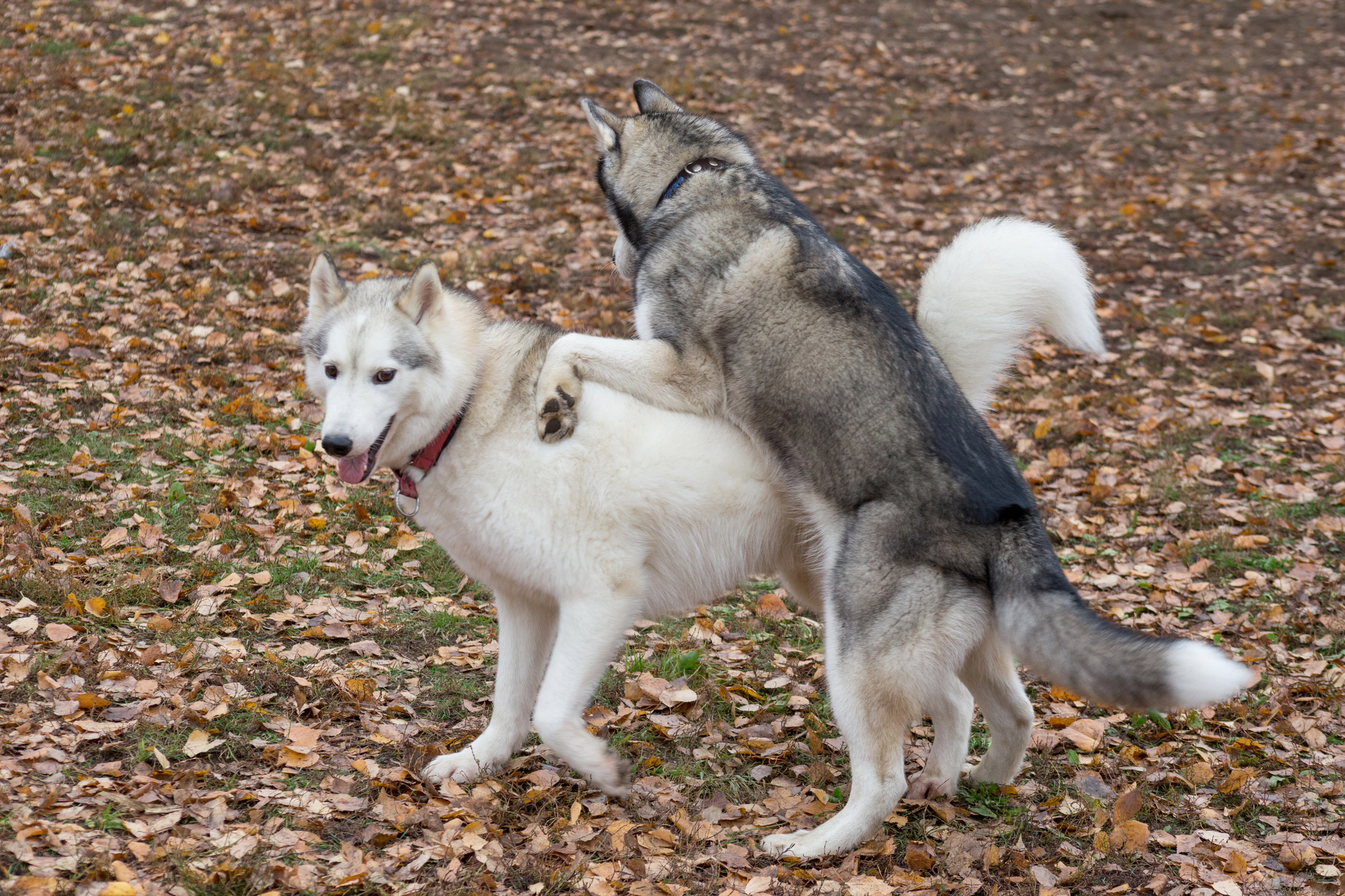 Two Siberian husky dogs playing