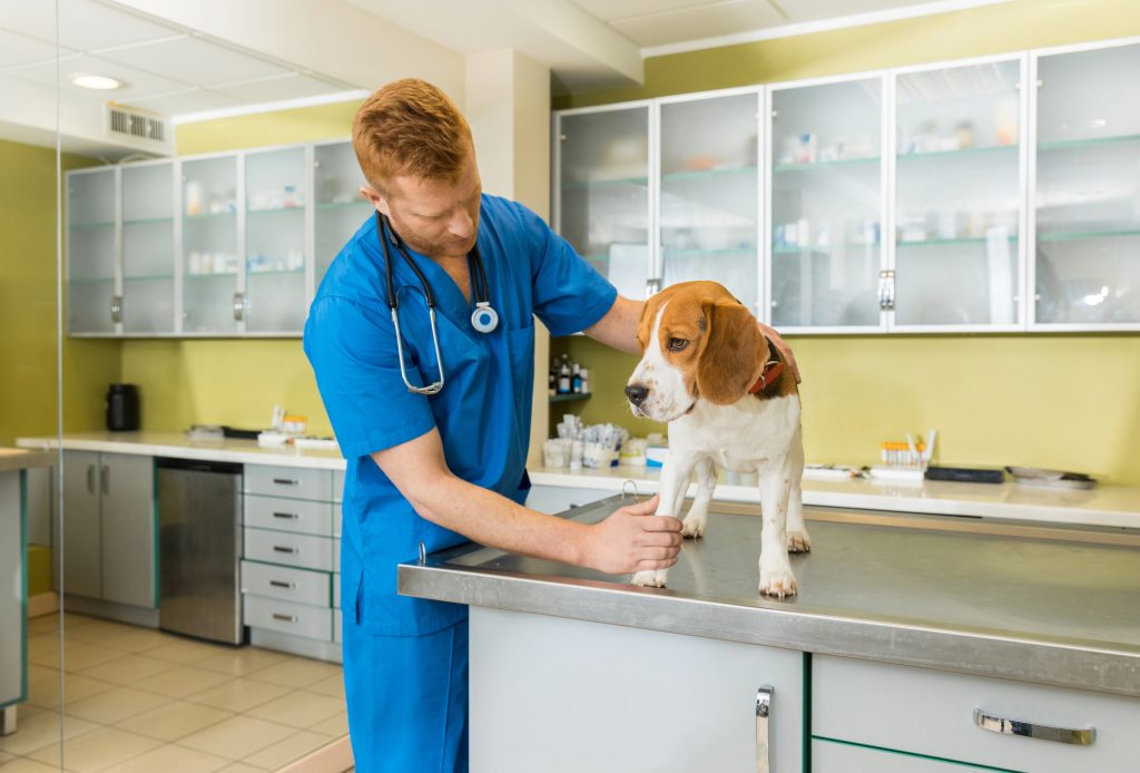 Vet examining a dog.