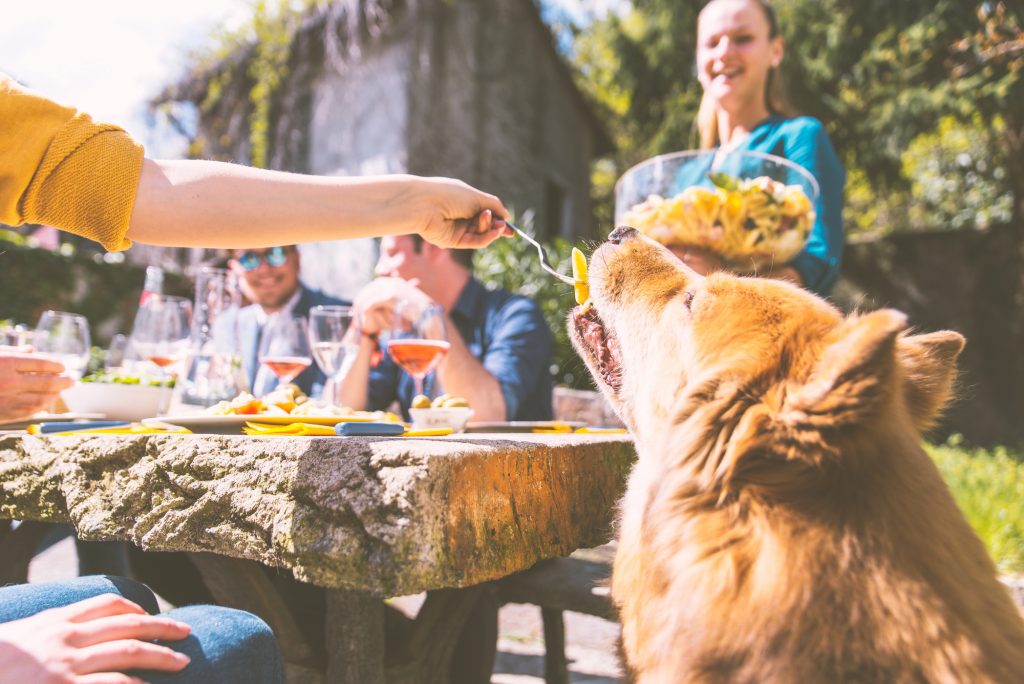 Woman feeding her dog during Thanksgiving.