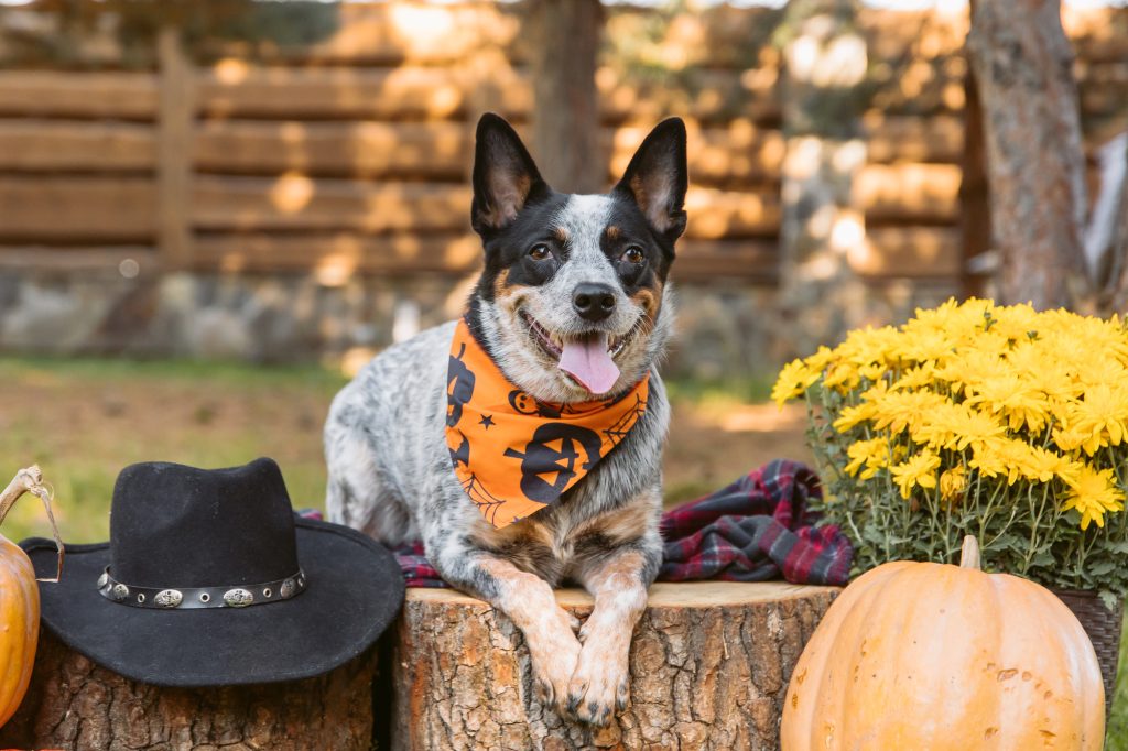 White Australian cattle dog in Autumn.