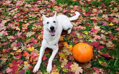 The Best Activities for You and Your Dog This Fall