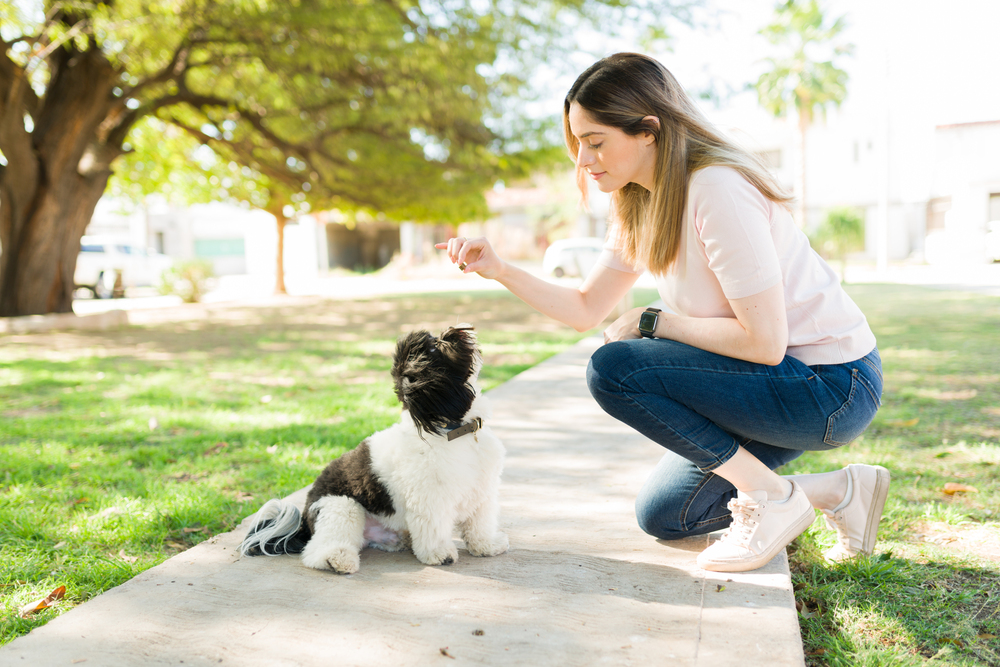 Beautiful young woman teaching her dog to sit