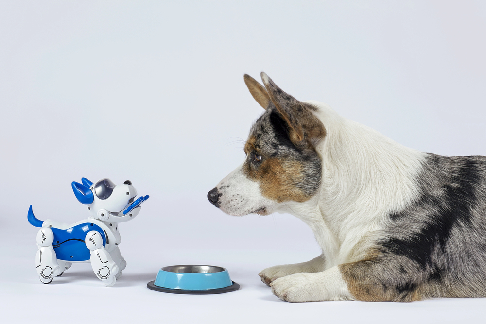 A corgi and an electronic interactive puppy toy