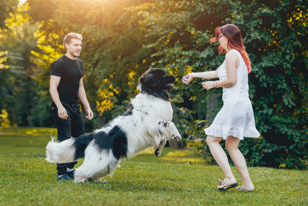 Black and white Newfoundland dog plays with a young couple