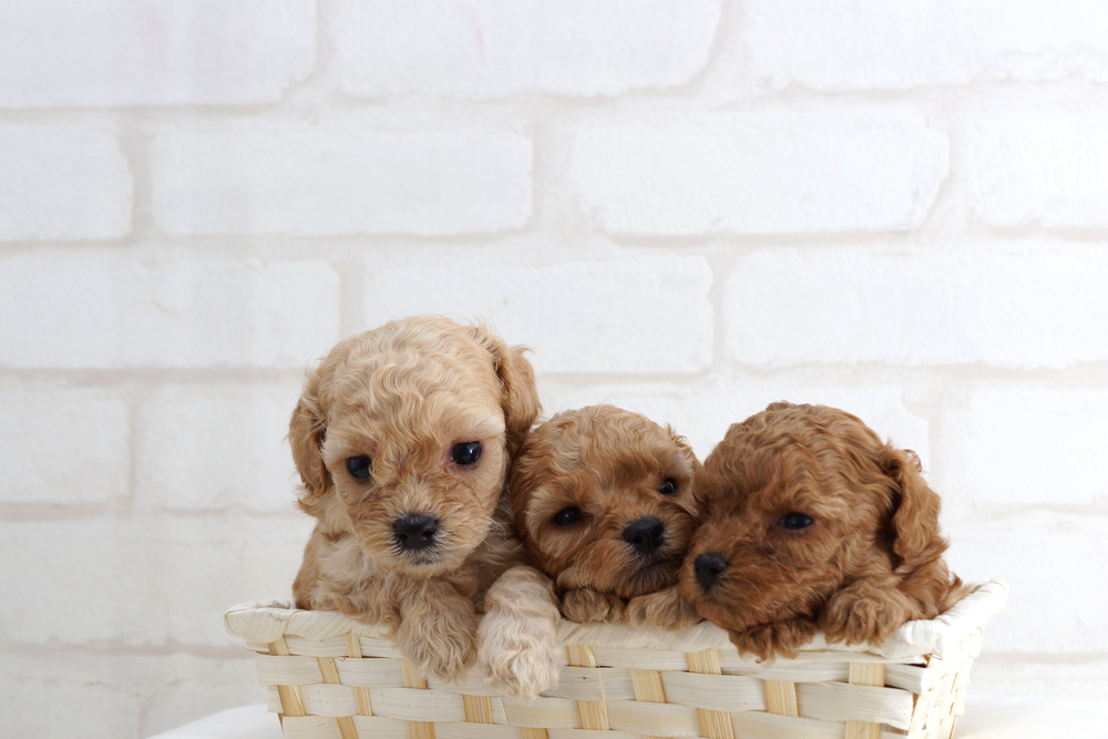 Close-up of cute little puppies on a white background