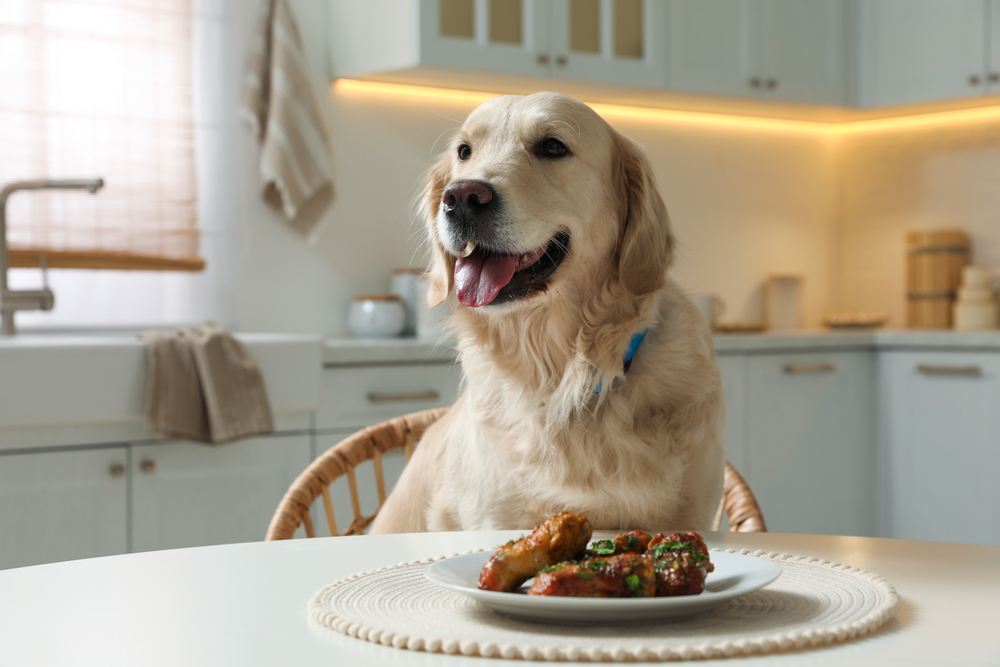 Cute hungry dog sitting in front of plate with fried meat