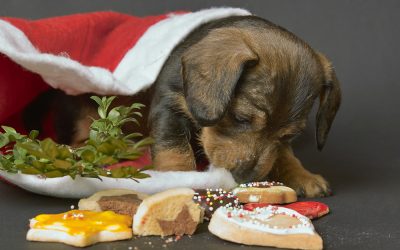 The Best Holiday Treats for Your Dog