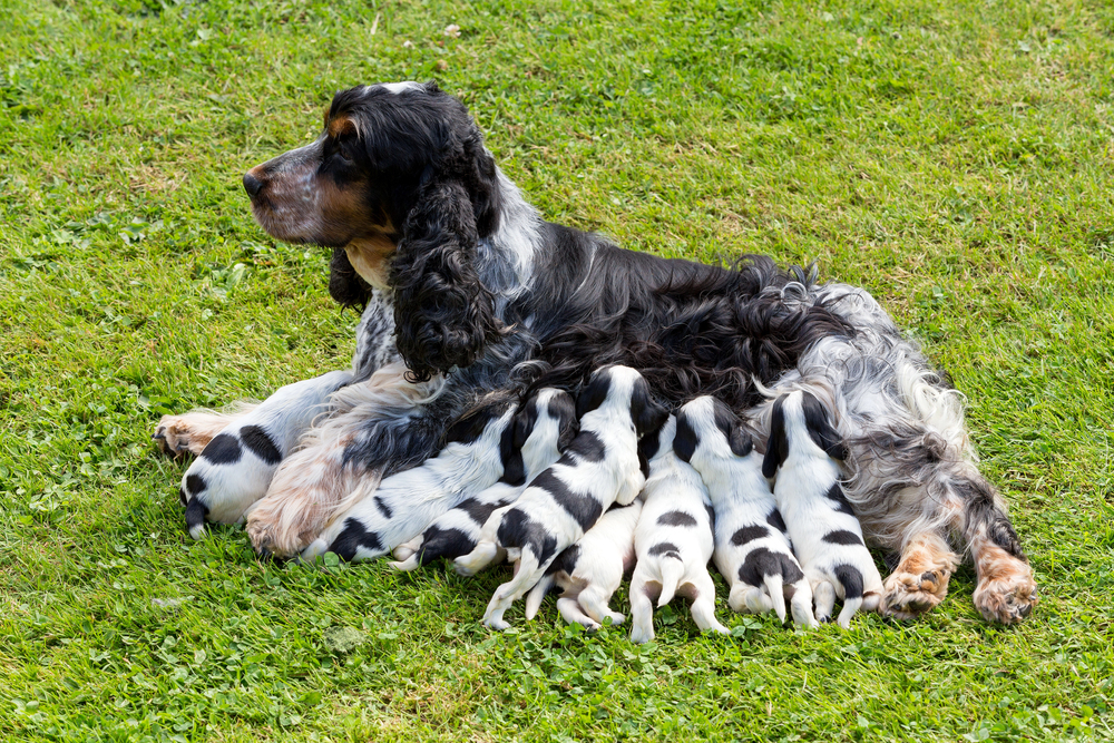 English cocker spaniel nursing her puppies